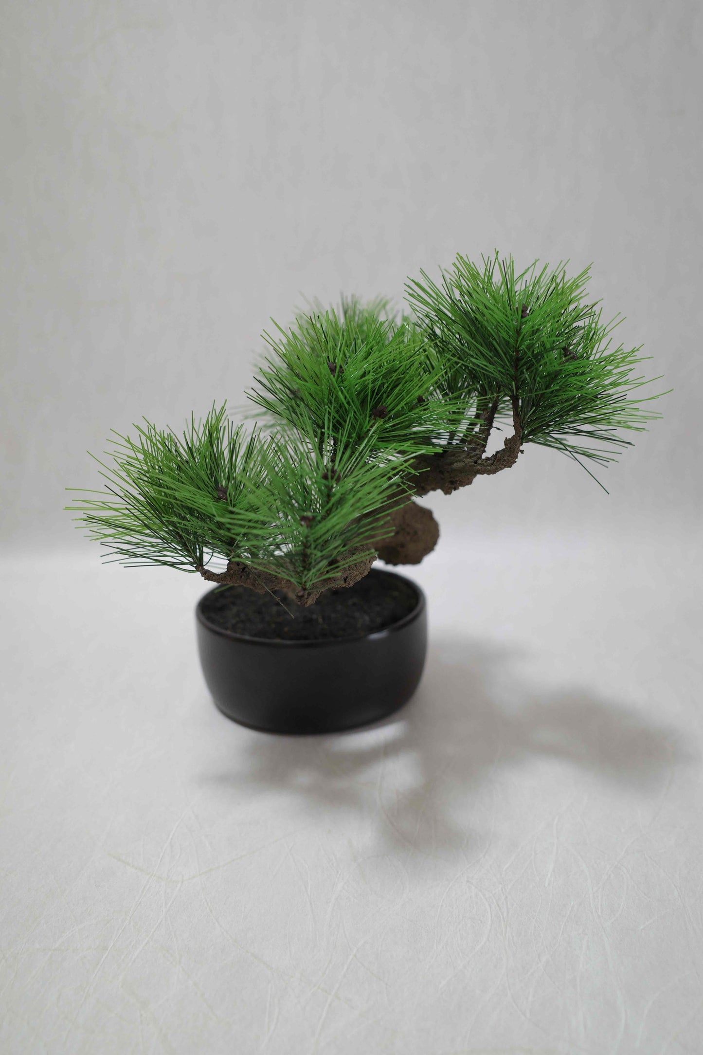 Modern Bonsai L