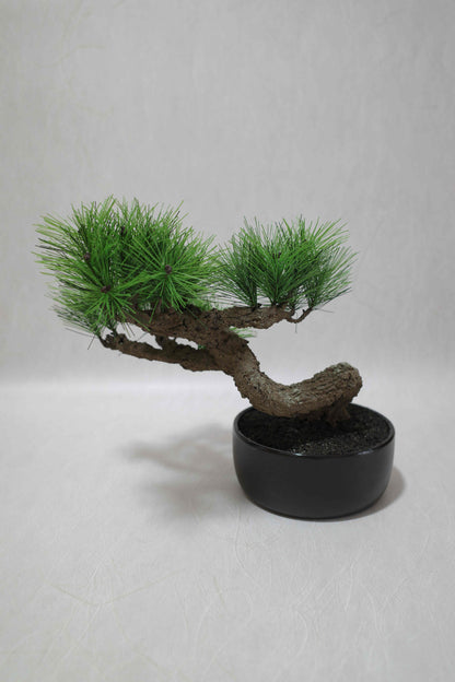 Modern Bonsai L