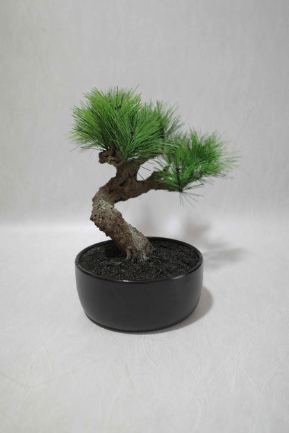 Modern Bonsai L