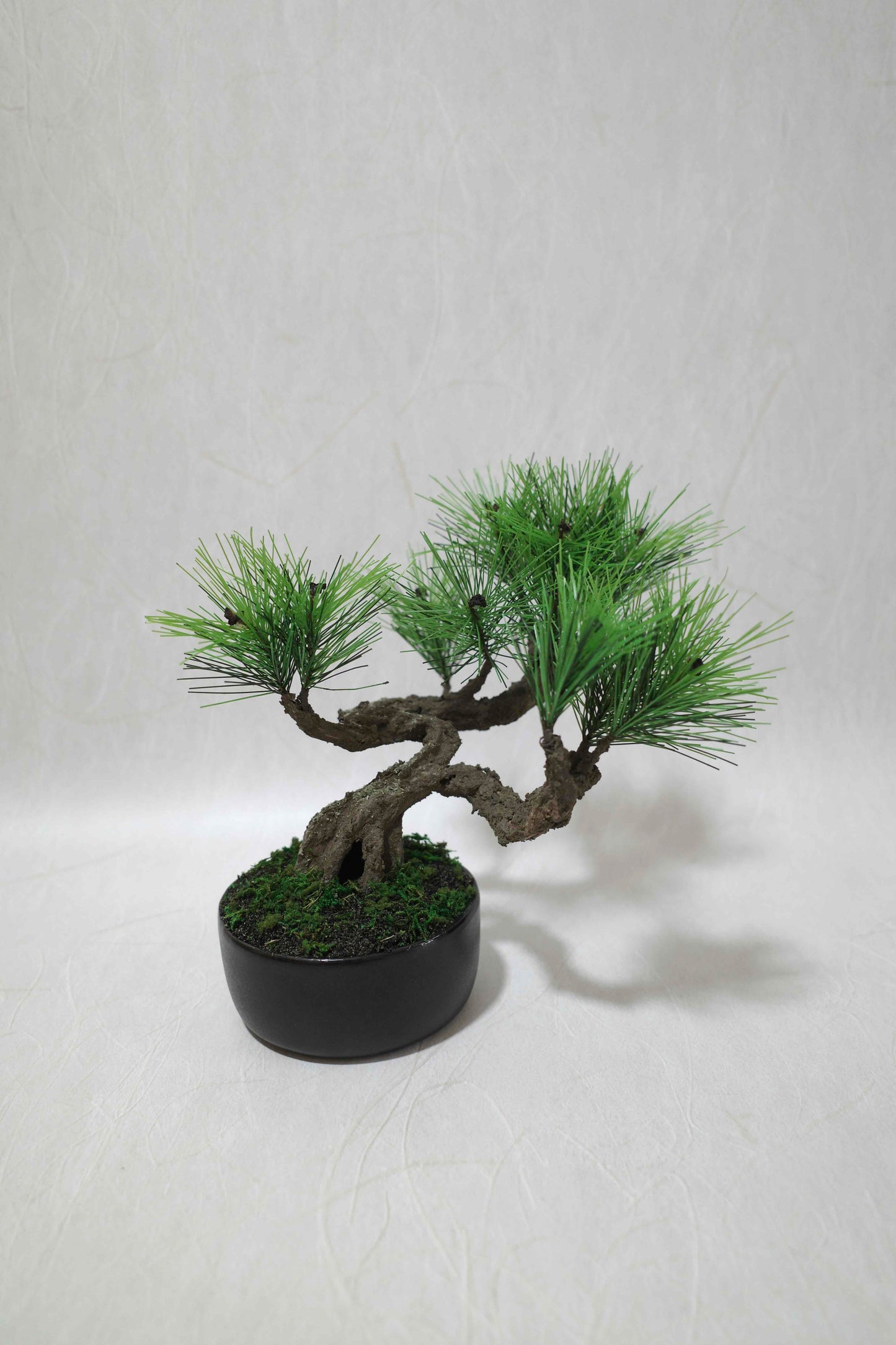 Modern Bonsai M