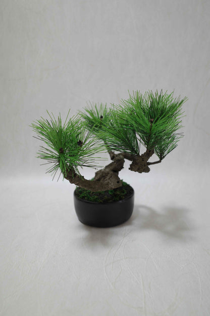 Modern Bonsai M