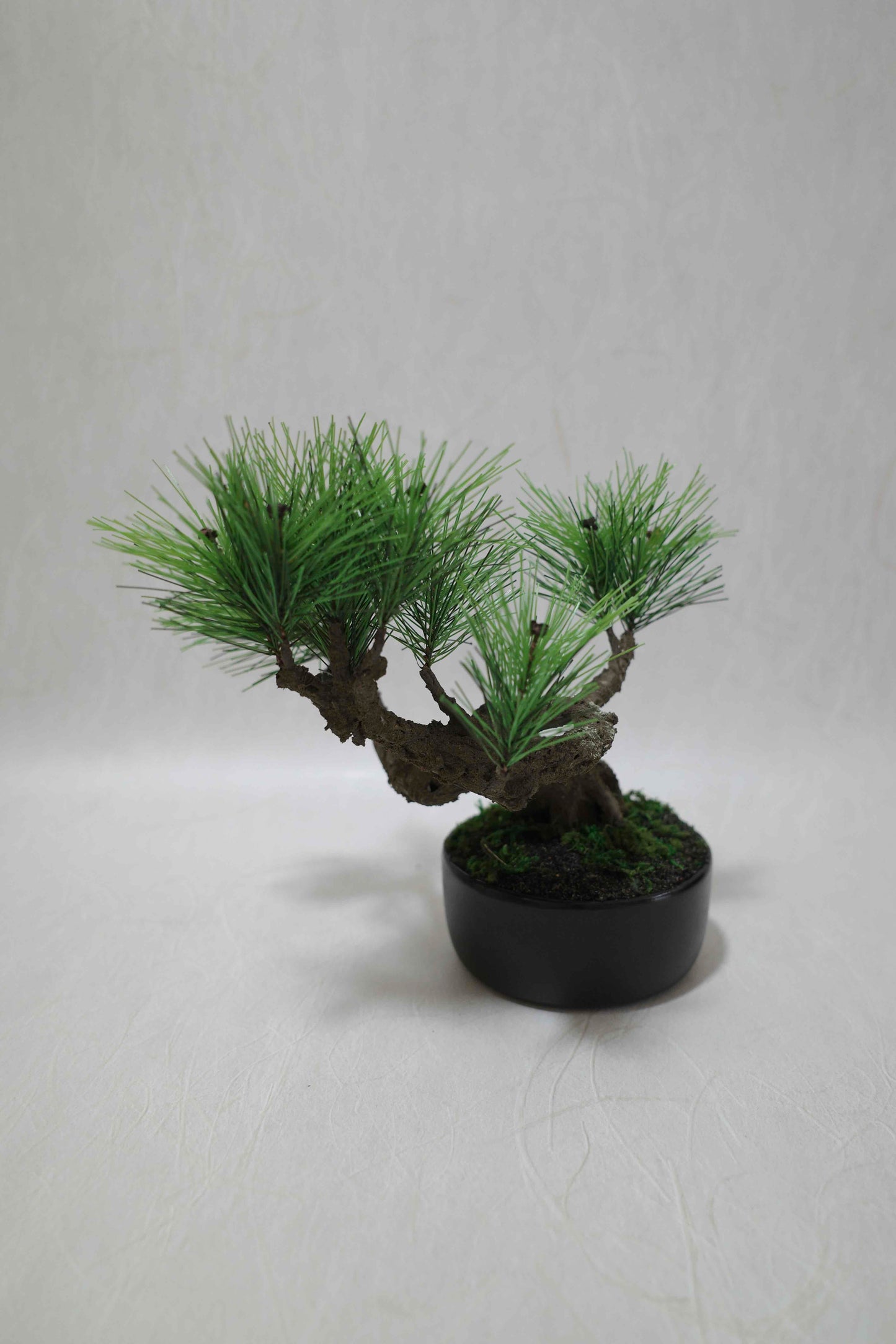 Modern Bonsai M