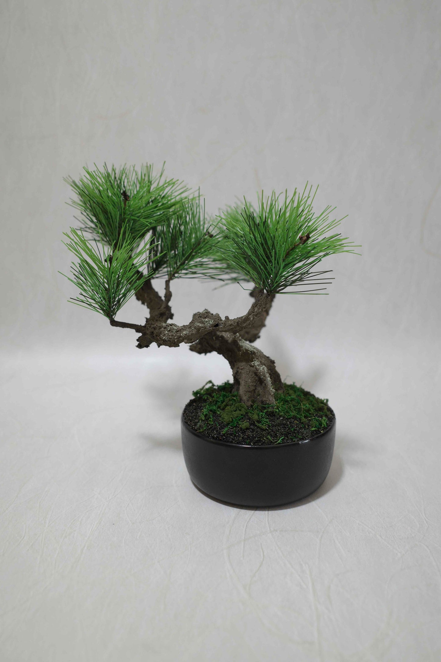 Modern Bonsai M