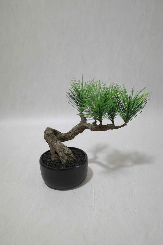 Modern Bonsai S