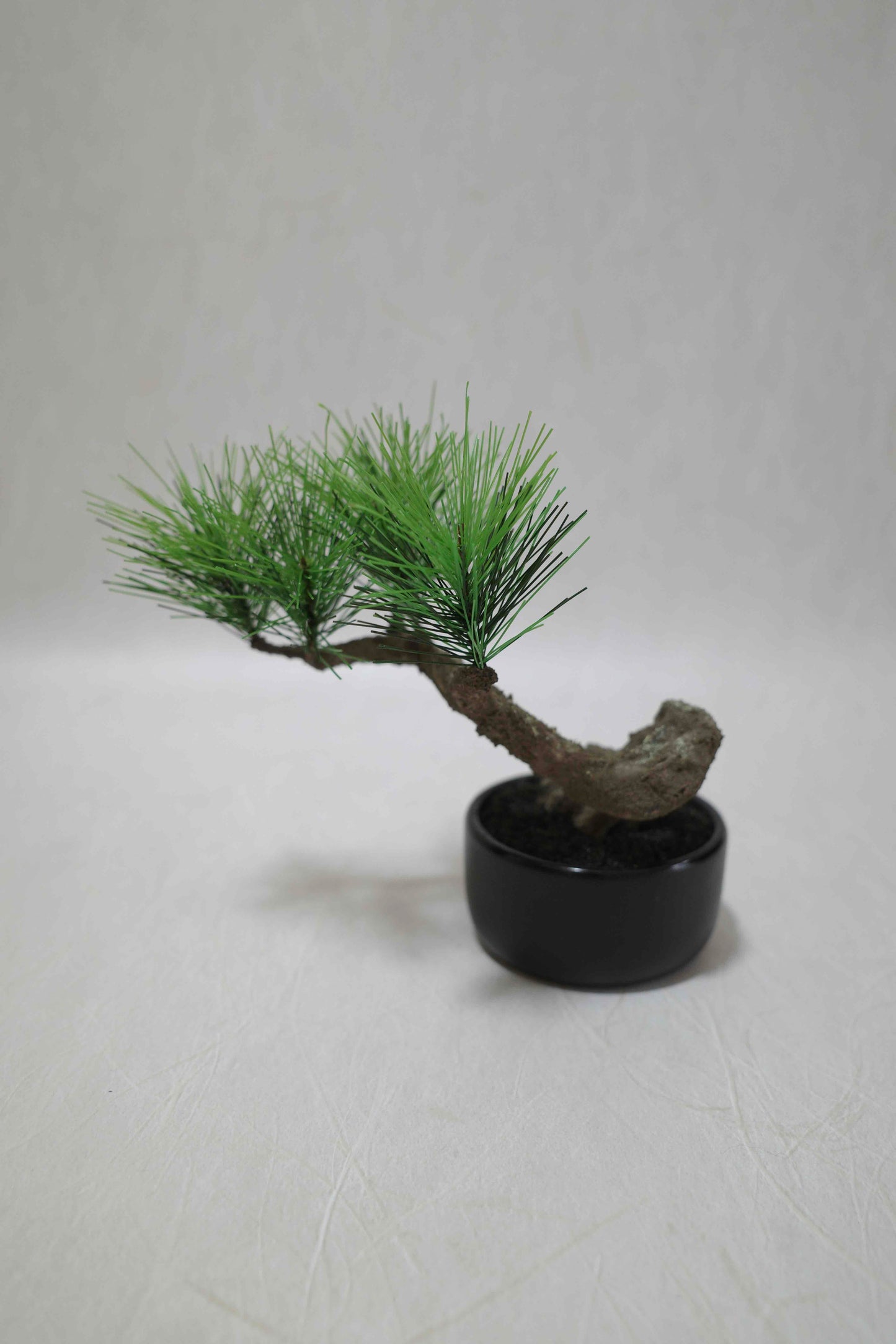 Modern Bonsai S