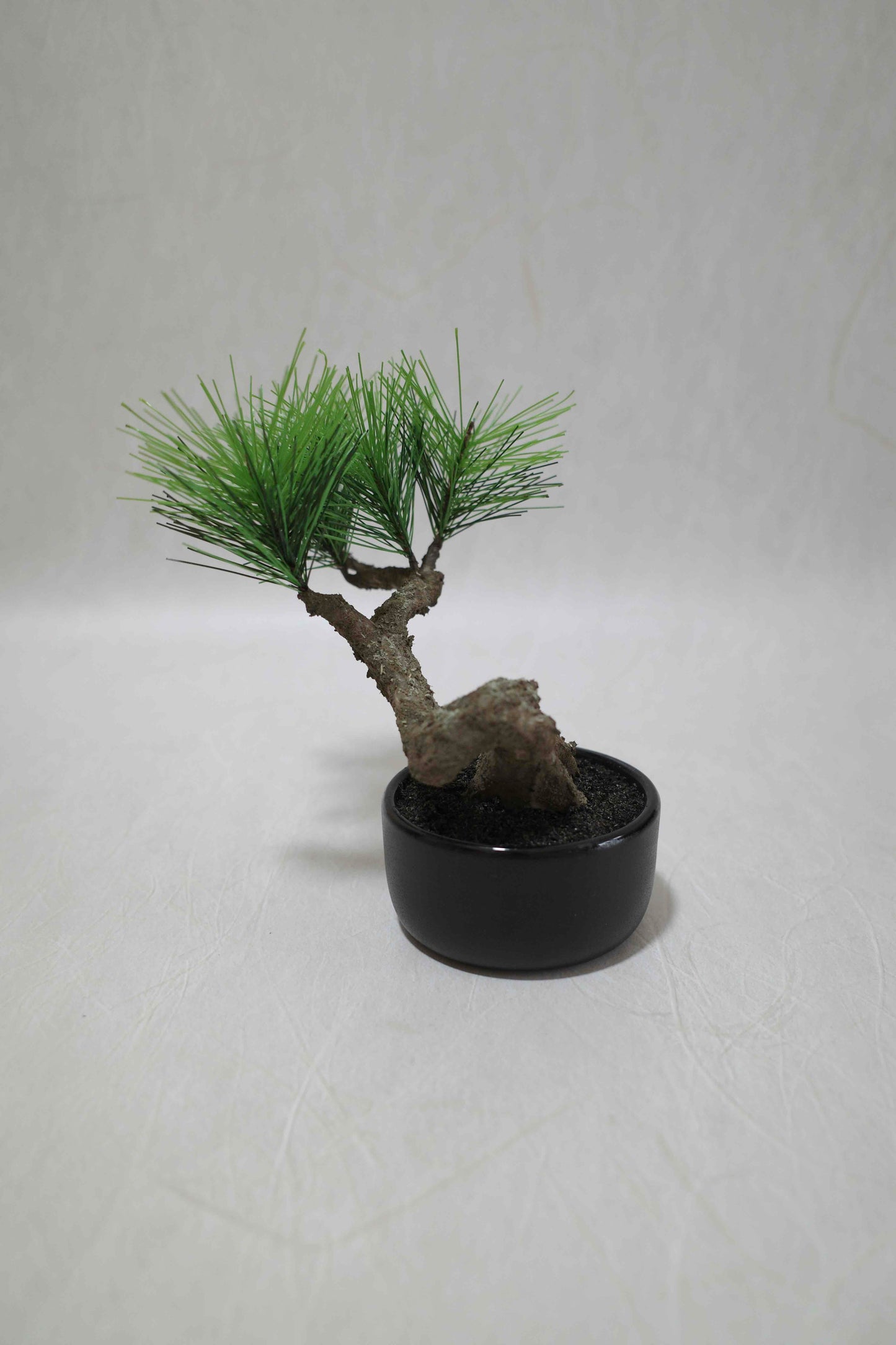 Modern Bonsai S