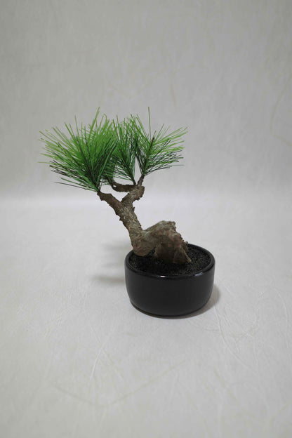 Modern Bonsai S