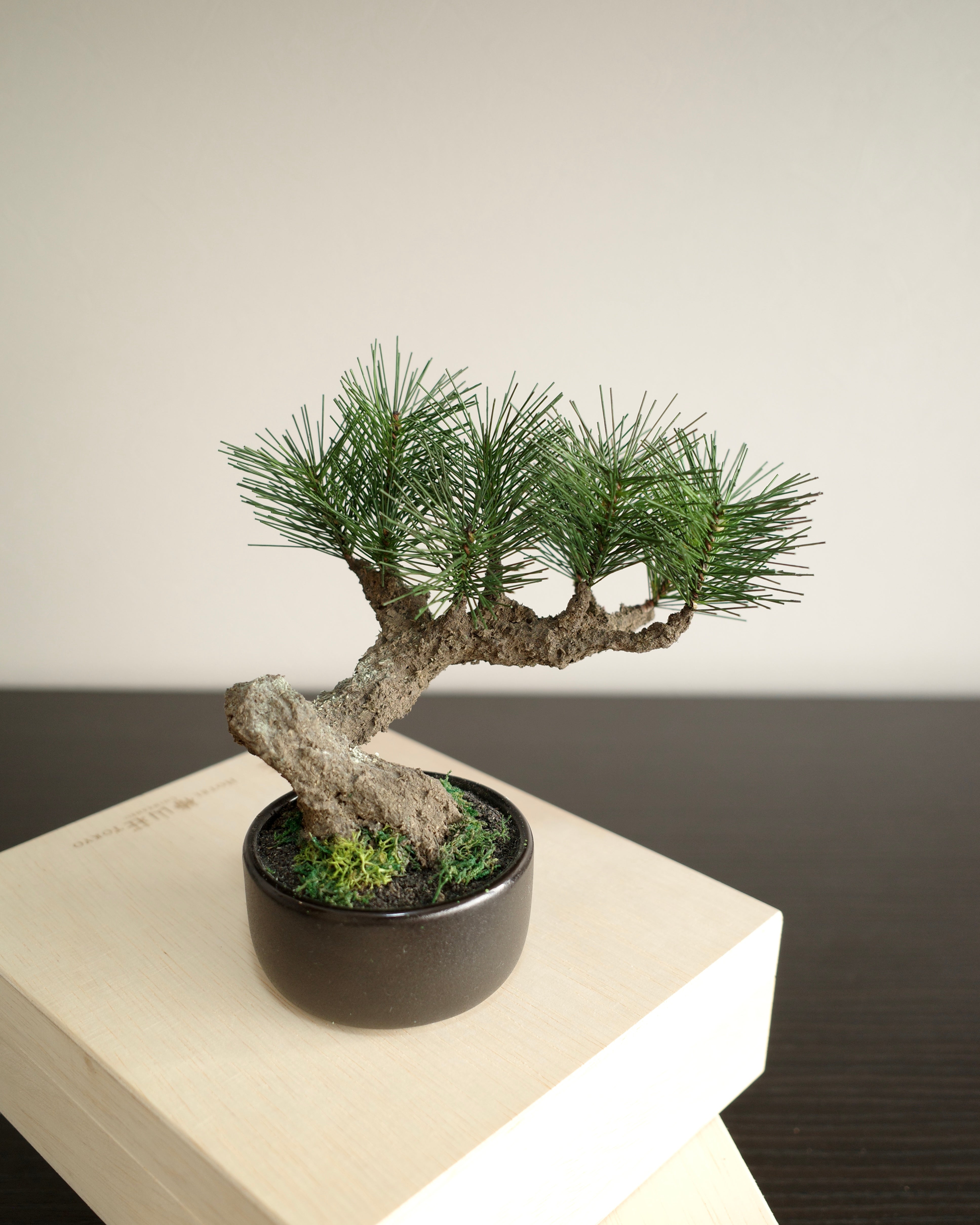 Modern Bonsai S – Shirabe