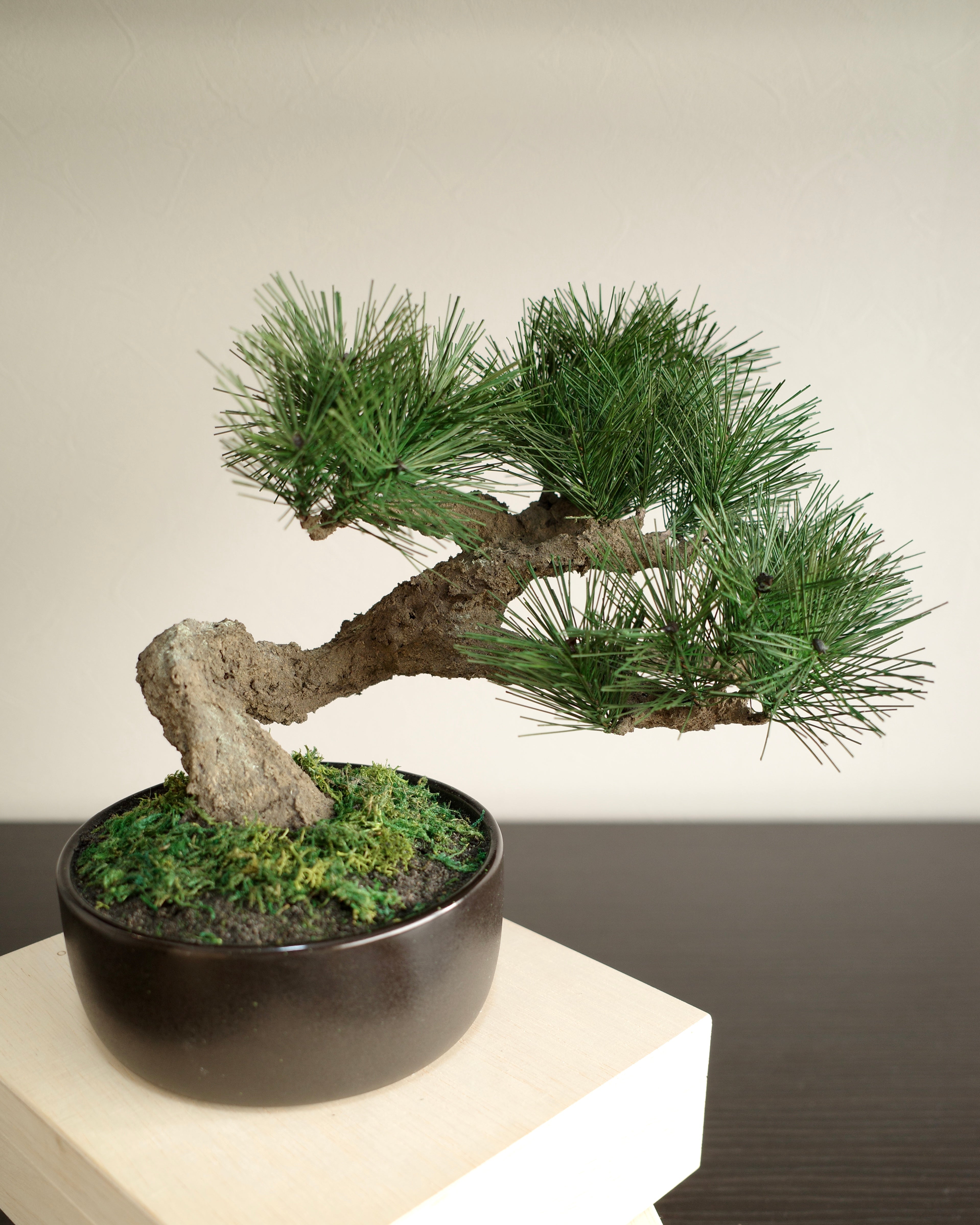 Modern Bonsai L （フェイク盆栽） – Shirabe