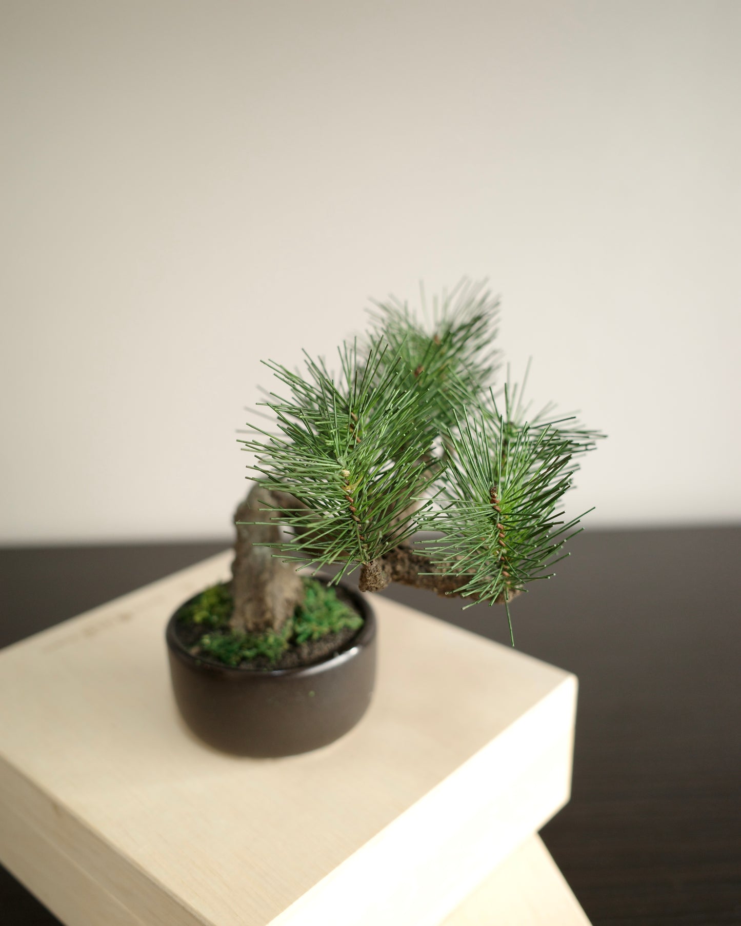 フェイク盆栽 盆栽 人口盆栽 アーティフィシャル盆栽 bonsai shirabe シラベ ハンドメイド 和モダン ジャパンディ