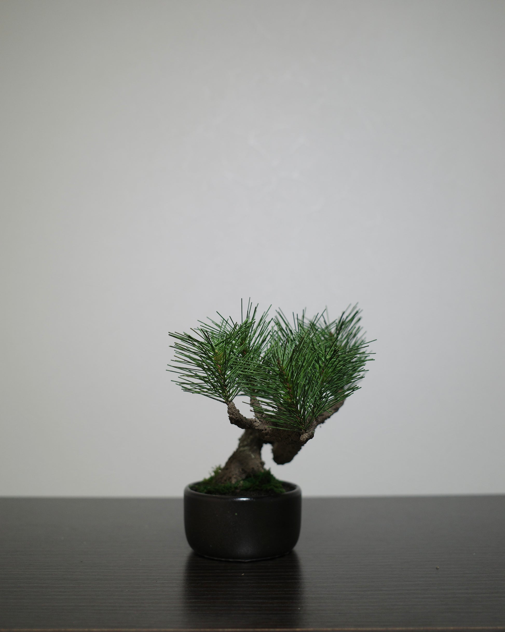 フェイク盆栽 盆栽 bonsai shirabe シラベ ハンドメイド 和モダン 店舗インテリア 空間演出