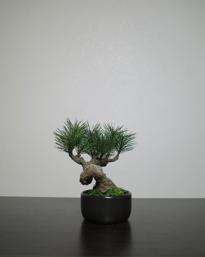 フェイク盆栽 盆栽 bonsai shirabe シラベ ハンドメイド 和モダン 店舗インテリア 空間演出