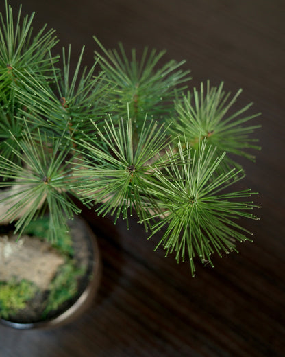 お手入れ不要のインテリア盆栽 Modern Bonsai（モダン盆栽）のSサイズ｜松葉のクローズアップ