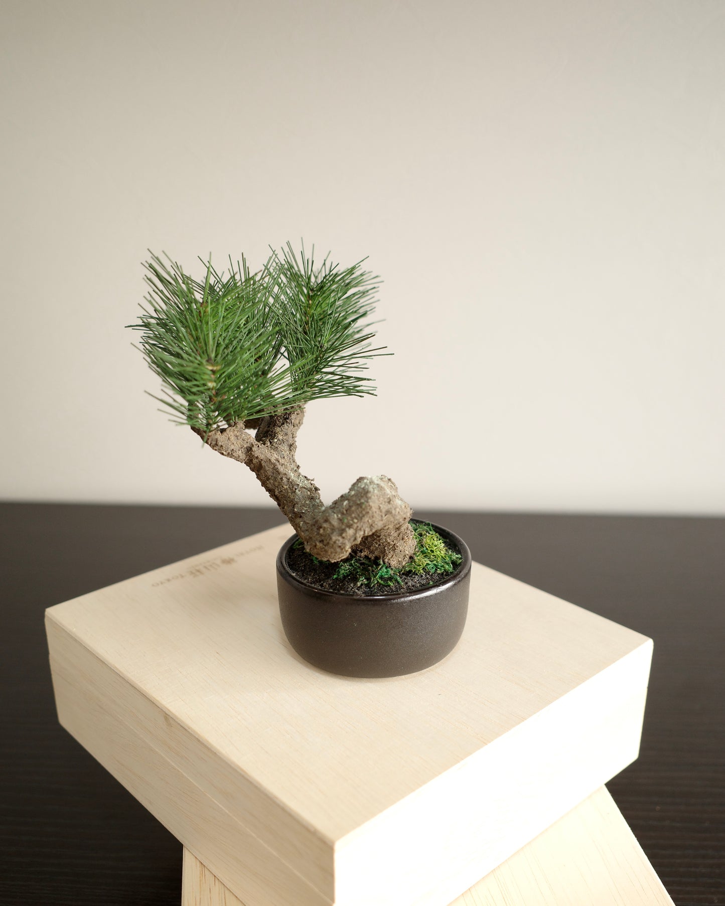 フェイク盆栽 盆栽 人口盆栽 アーティフィシャル盆栽 bonsai shirabe シラベ ハンドメイド 和モダン ジャパンディ