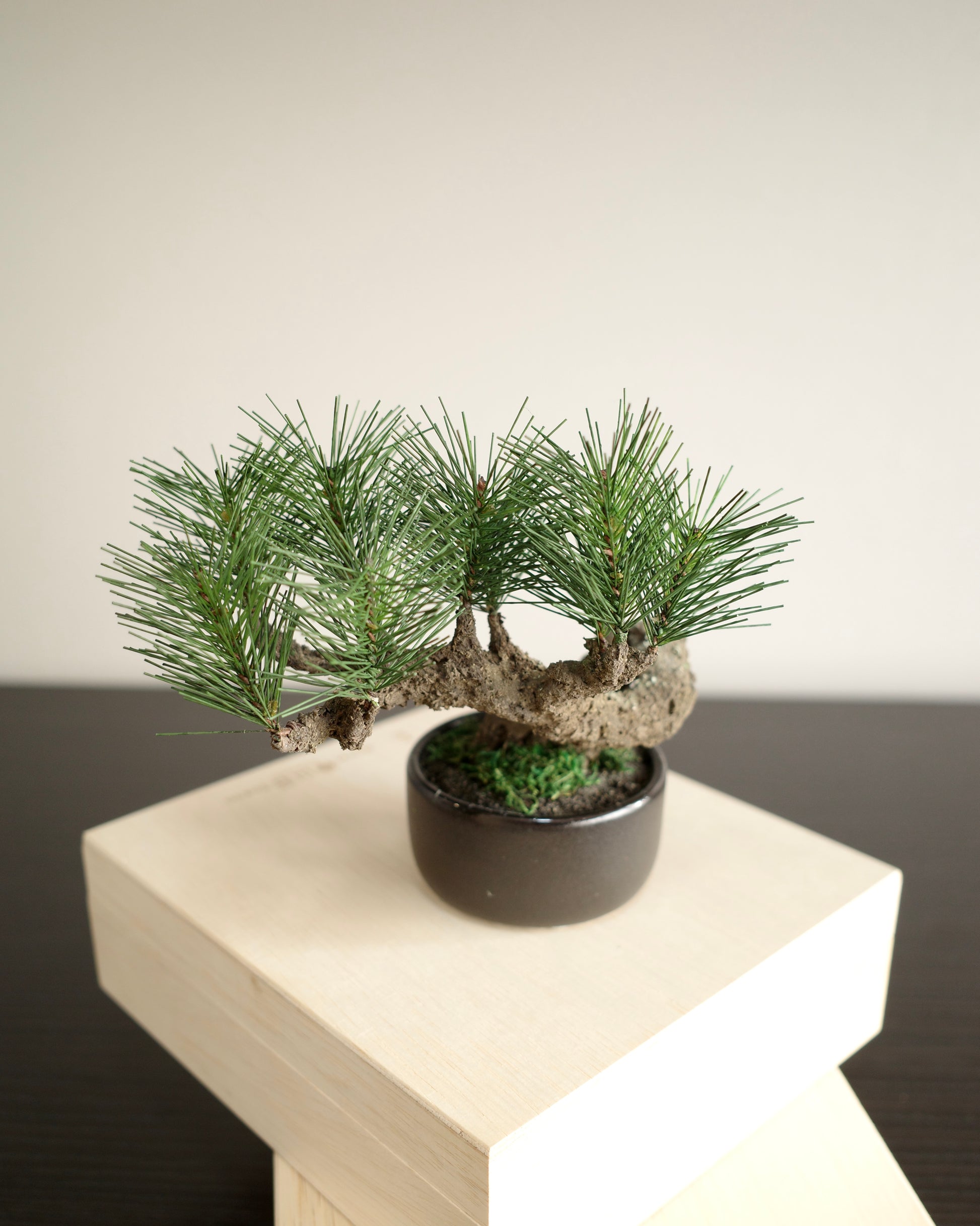 フェイク盆栽 盆栽 人口盆栽 アーティフィシャル盆栽 bonsai shirabe シラベ ハンドメイド 和モダン ジャパンディ