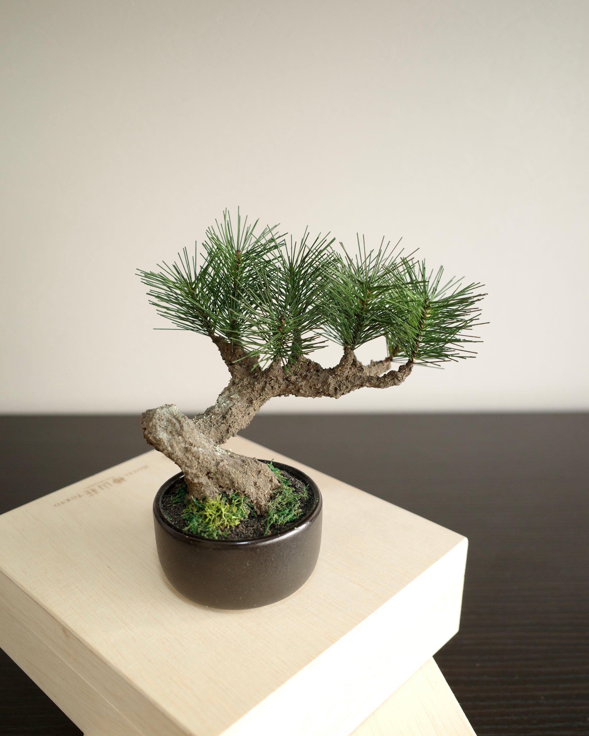 お手入れ不要のインテリア盆栽 Modern Bonsai（モダン盆栽）のSサイズ｜正面