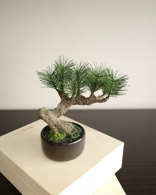 お手入れ不要のインテリア盆栽 Modern Bonsai（モダン盆栽）のSサイズ｜正面