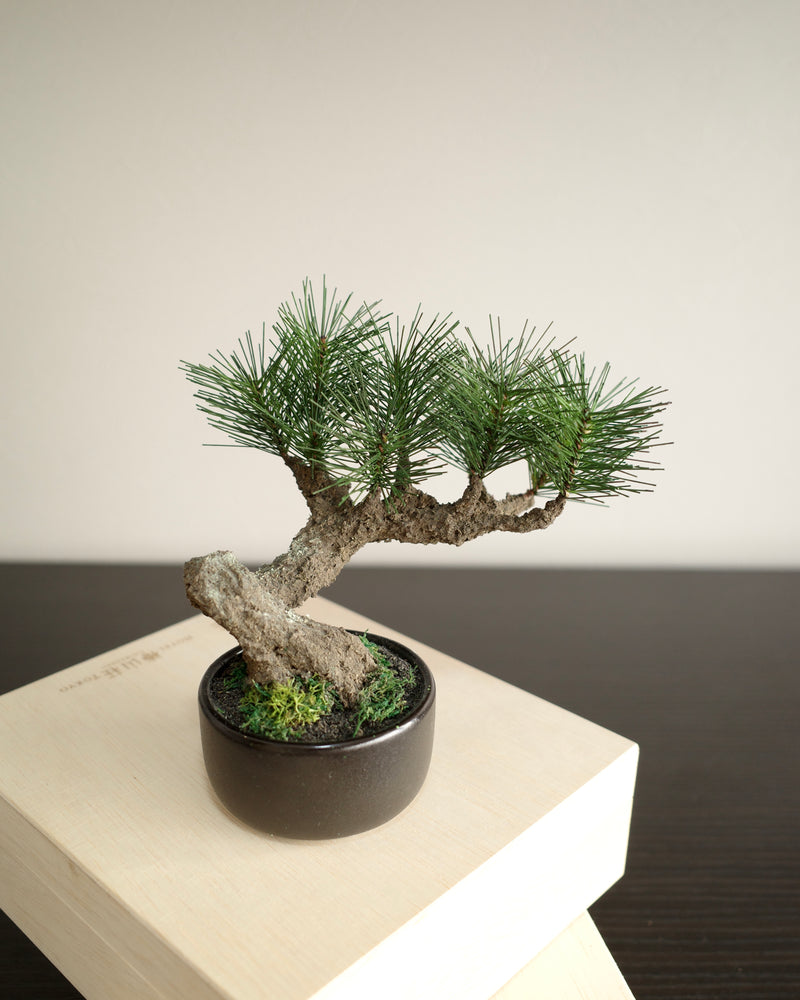 お手入れ不要のインテリア盆栽 Modern Bonsai（モダン盆栽）のSサイズ｜正面