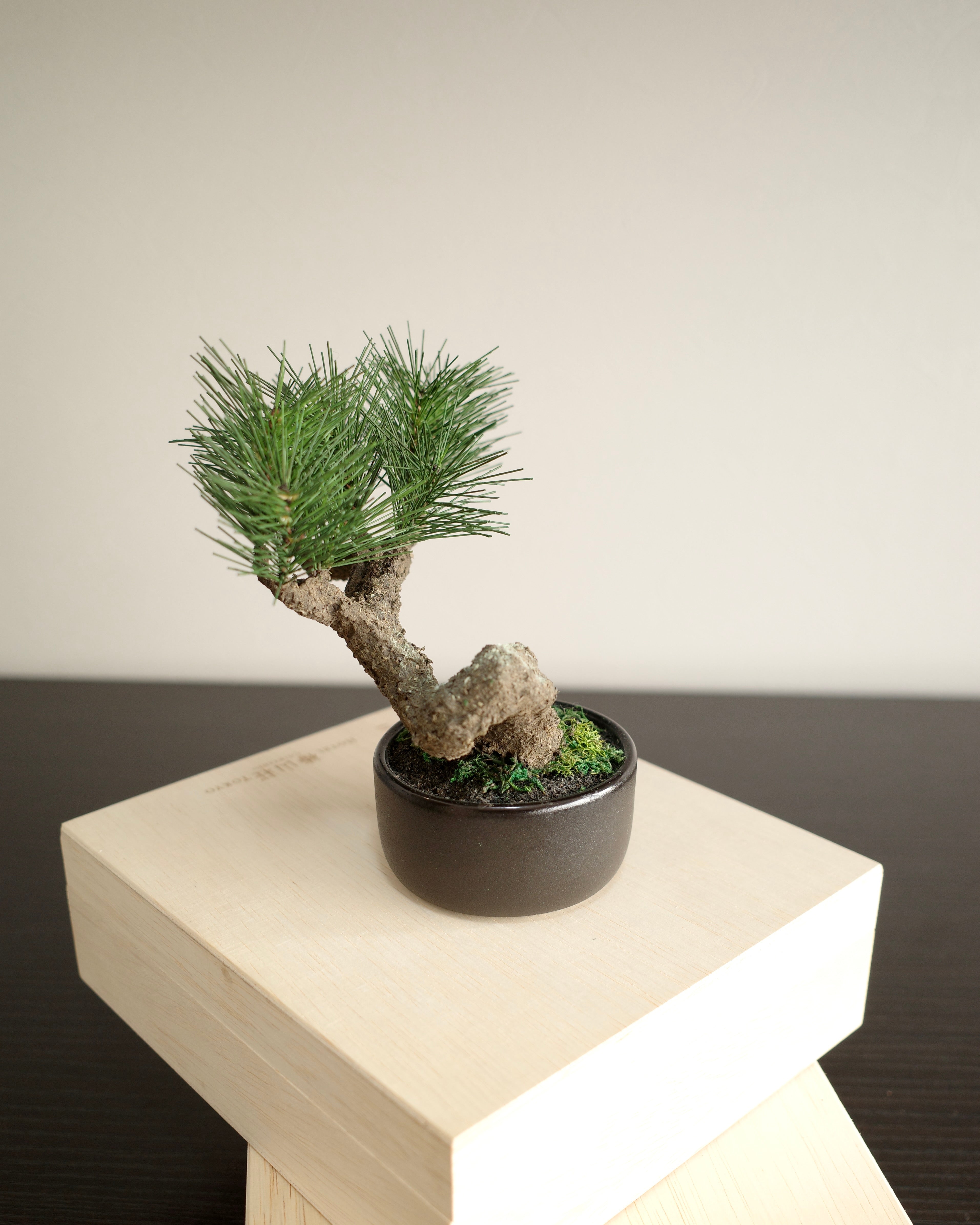 Shirabe - Modern Bonsai S｜お手入れ不要のインテリア盆栽