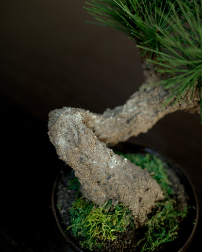お手入れ不要のインテリア盆栽 Modern Bonsai（モダン盆栽）のSサイズ｜根本と苔のクローズアップ