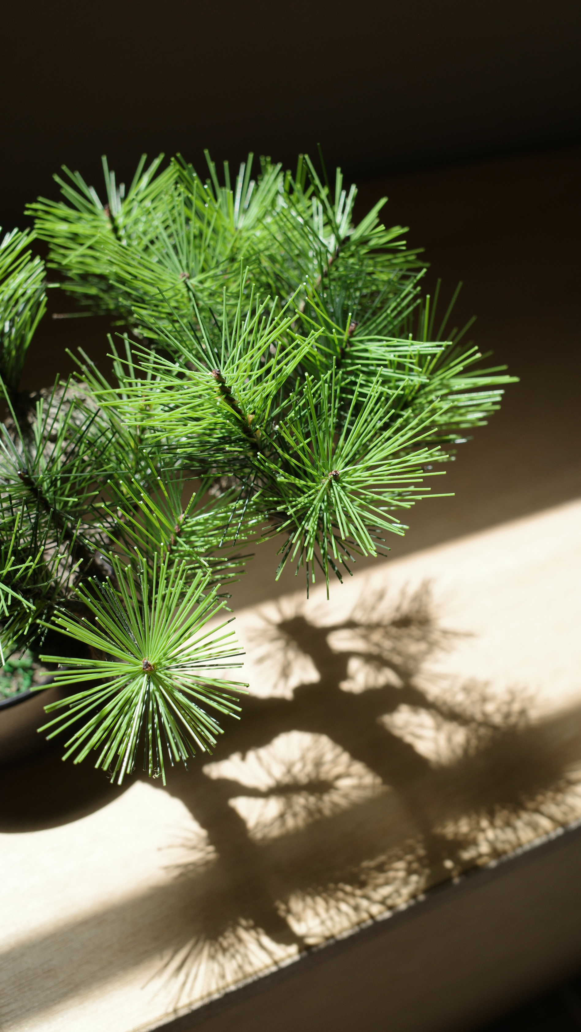 フェイク盆栽 盆栽 bonsai shirabe シラベ ハンドメイド 和モダン 店舗インテリア 空間演出