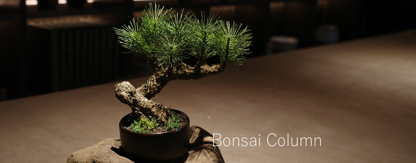 フェイク盆栽 盆栽 bonsai shirabe シラベ ハンドメイド 和モダン 店舗インテリア 空間演出
