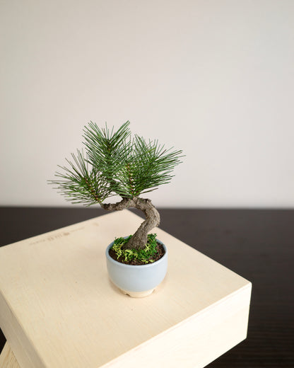 お手入れ不要のインテリア盆栽 Modern Bonsai（モダン盆栽）のPetit light blueの商品画像｜正面