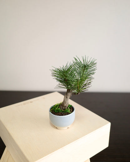 お手入れ不要のインテリア盆栽 Modern Bonsai（モダン盆栽）のPetit light blueの商品画像｜左側面