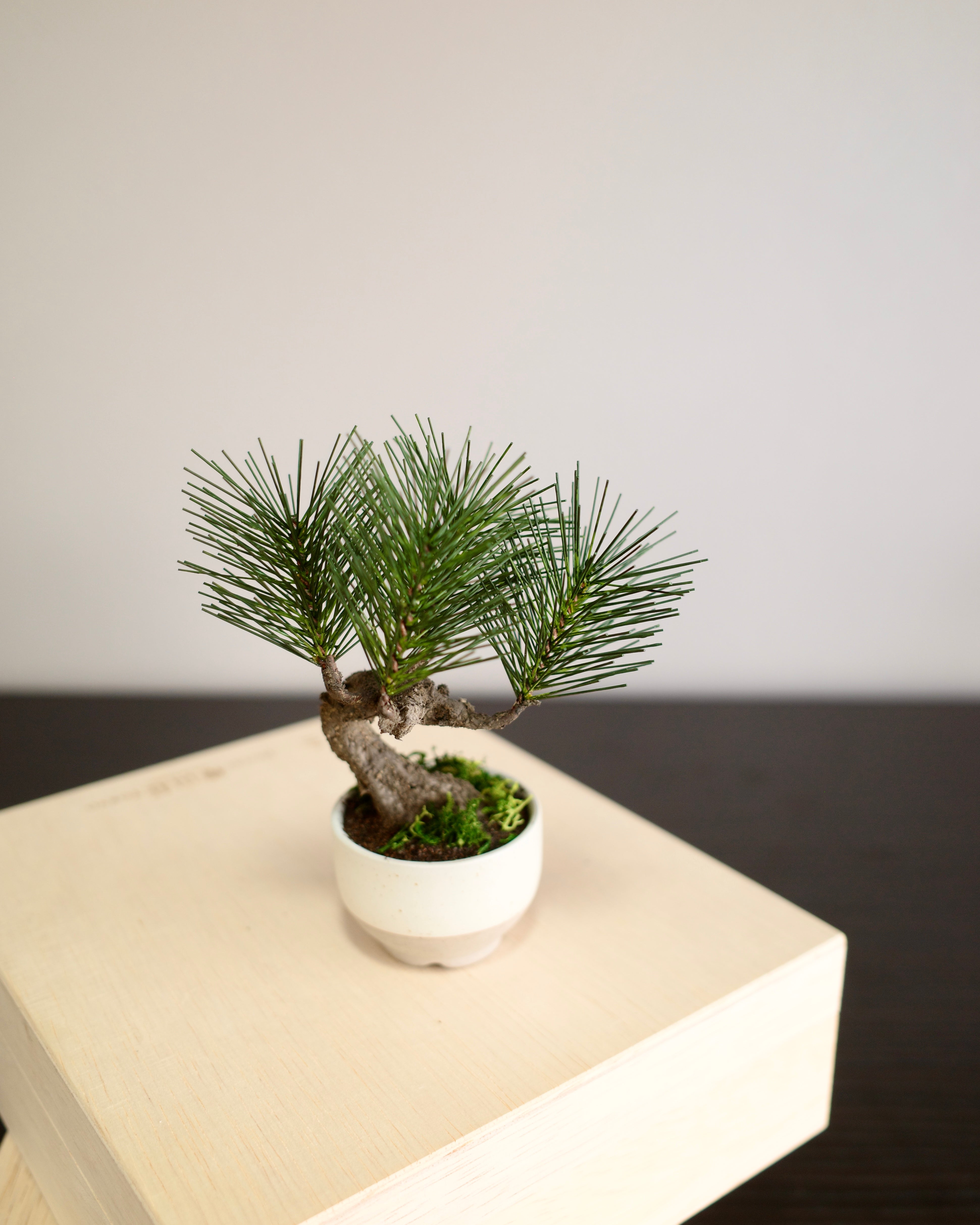 Shirabe - Modern Bonsai Petit (White)｜お手入れ不要のインテリア盆栽
