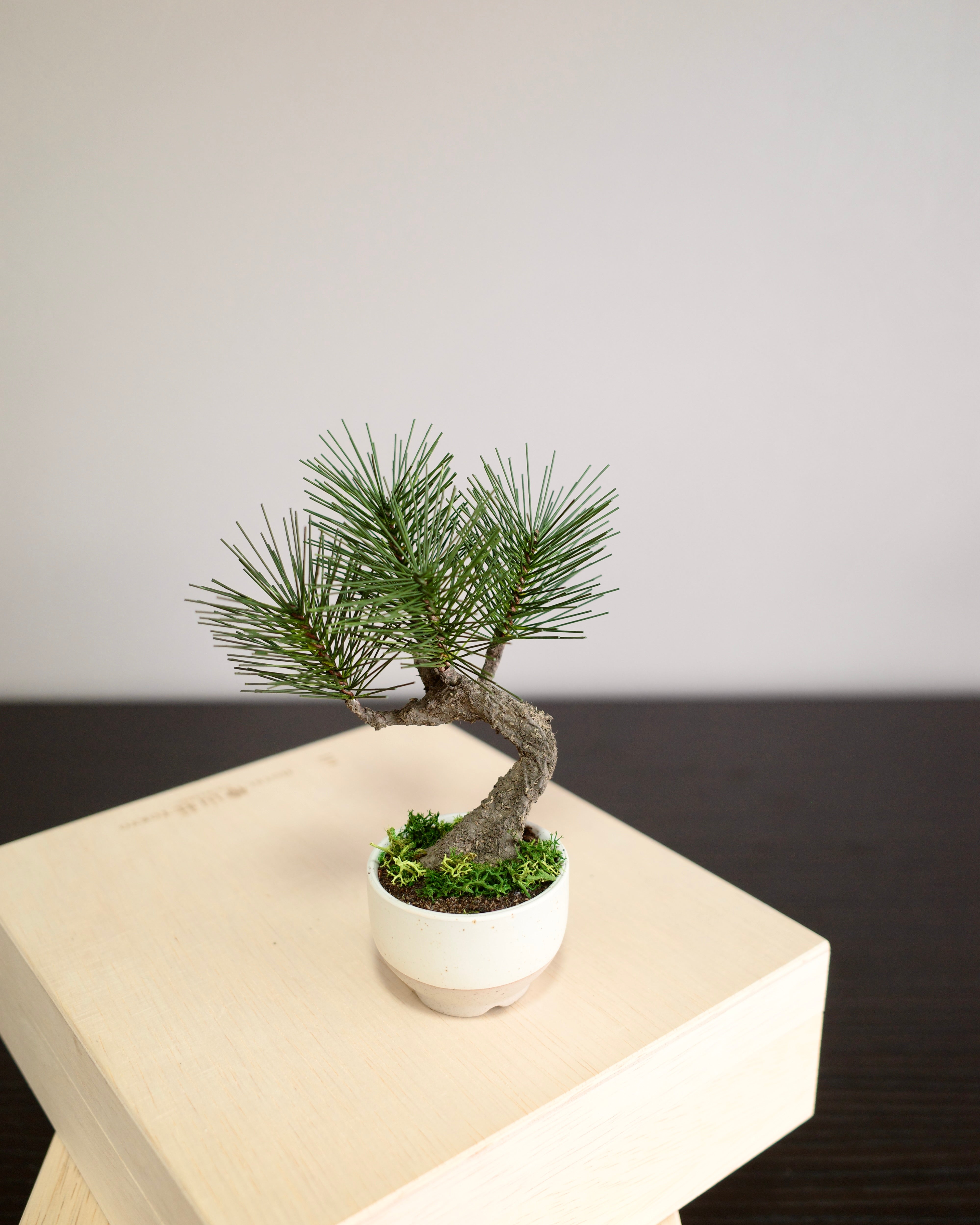 Shirabe - Modern Bonsai Petit (White)｜お手入れ不要のインテリア盆栽