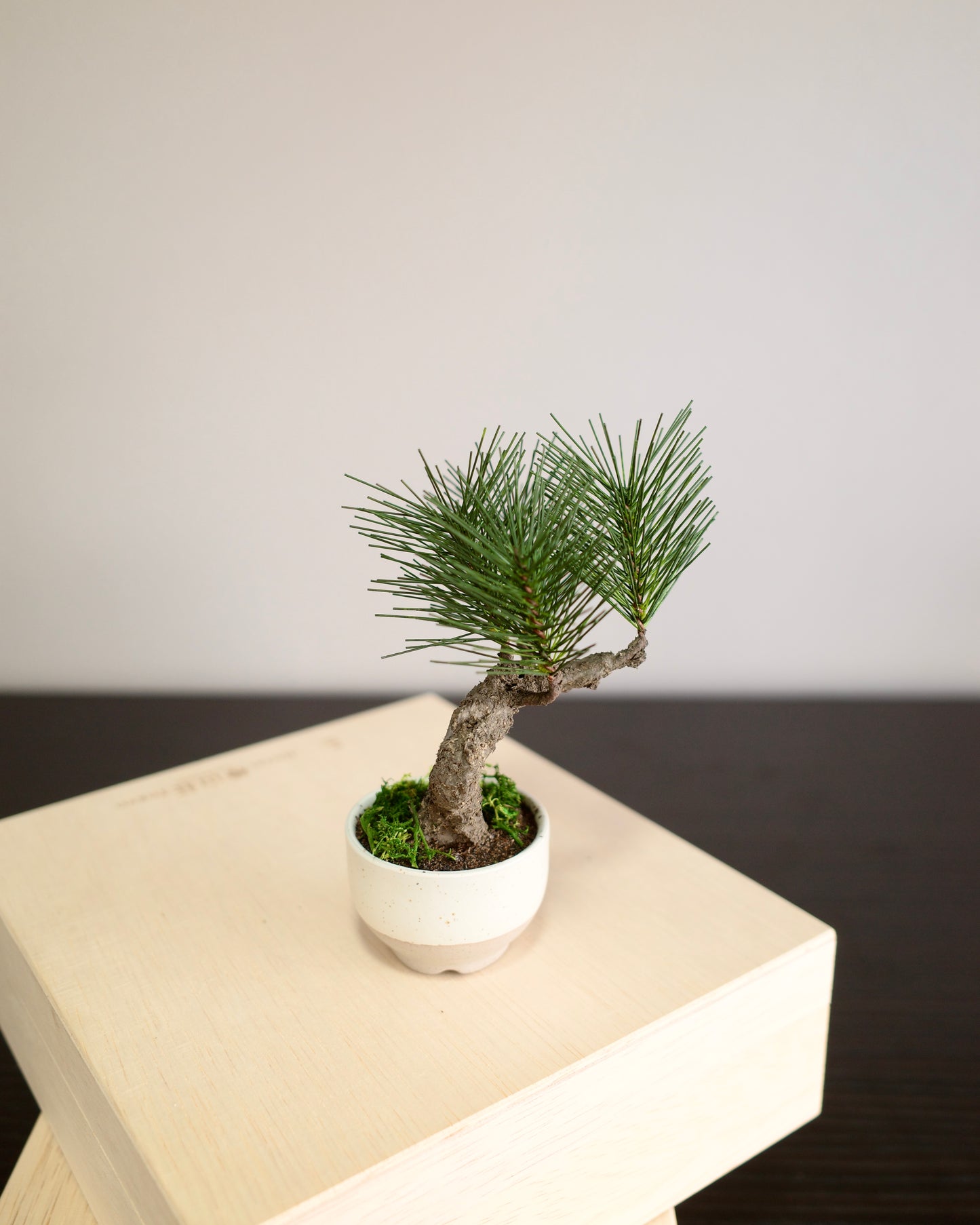 お手入れ不要のインテリア盆栽 Modern Bonsai（モダン盆栽）のPetit whiteの商品画像｜右側面