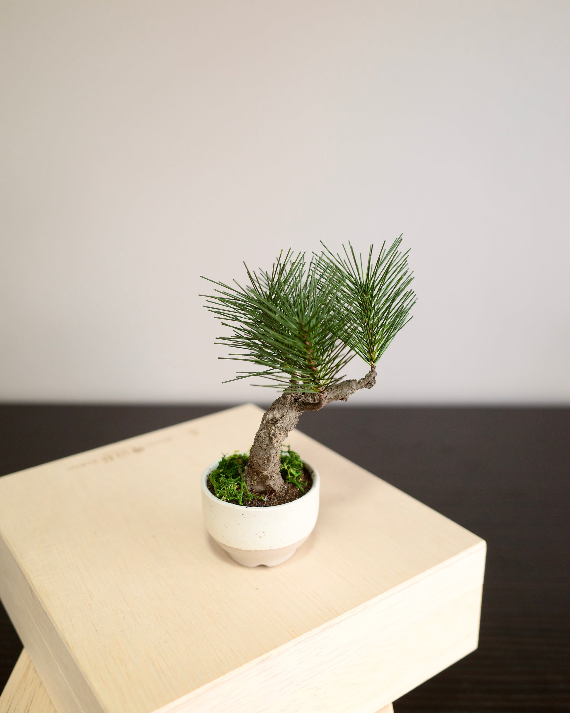 お手入れ不要のインテリア盆栽 Modern Bonsai（モダン盆栽）のPetit whiteの商品画像｜右側面