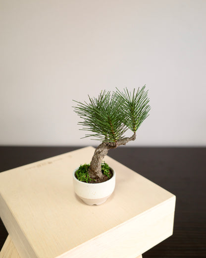 お手入れ不要のインテリア盆栽 Modern Bonsai（モダン盆栽）のPetit whiteの商品画像｜右側面