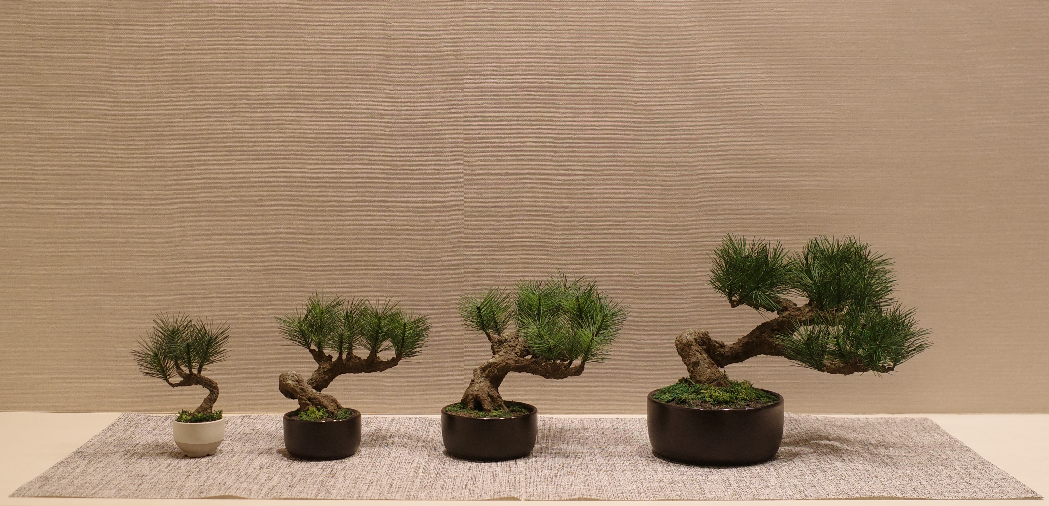 お手入れ不要のインテリア盆栽 Modern Bonsai（モダン盆栽）のサイズ比較｜Petit、S、M、Lサイズを正面から